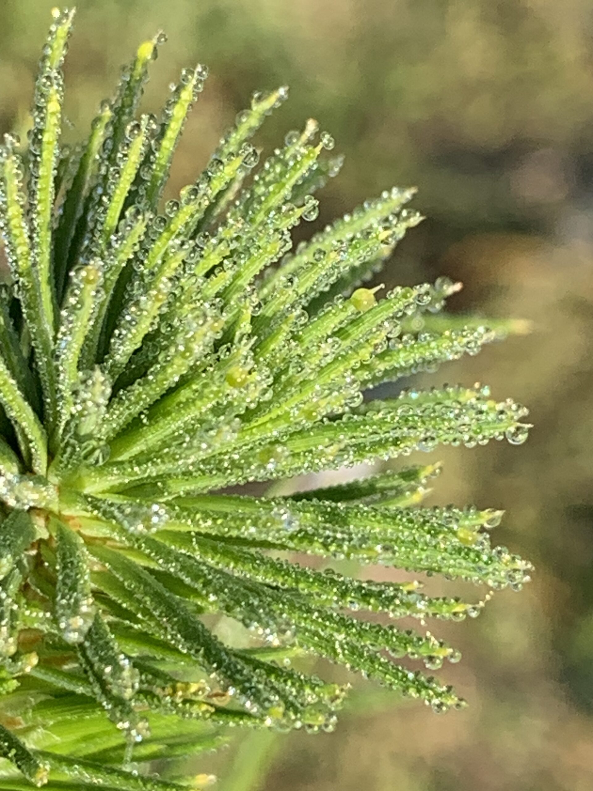 Sunshine Coast Christmas Tree Farm REAL TREES