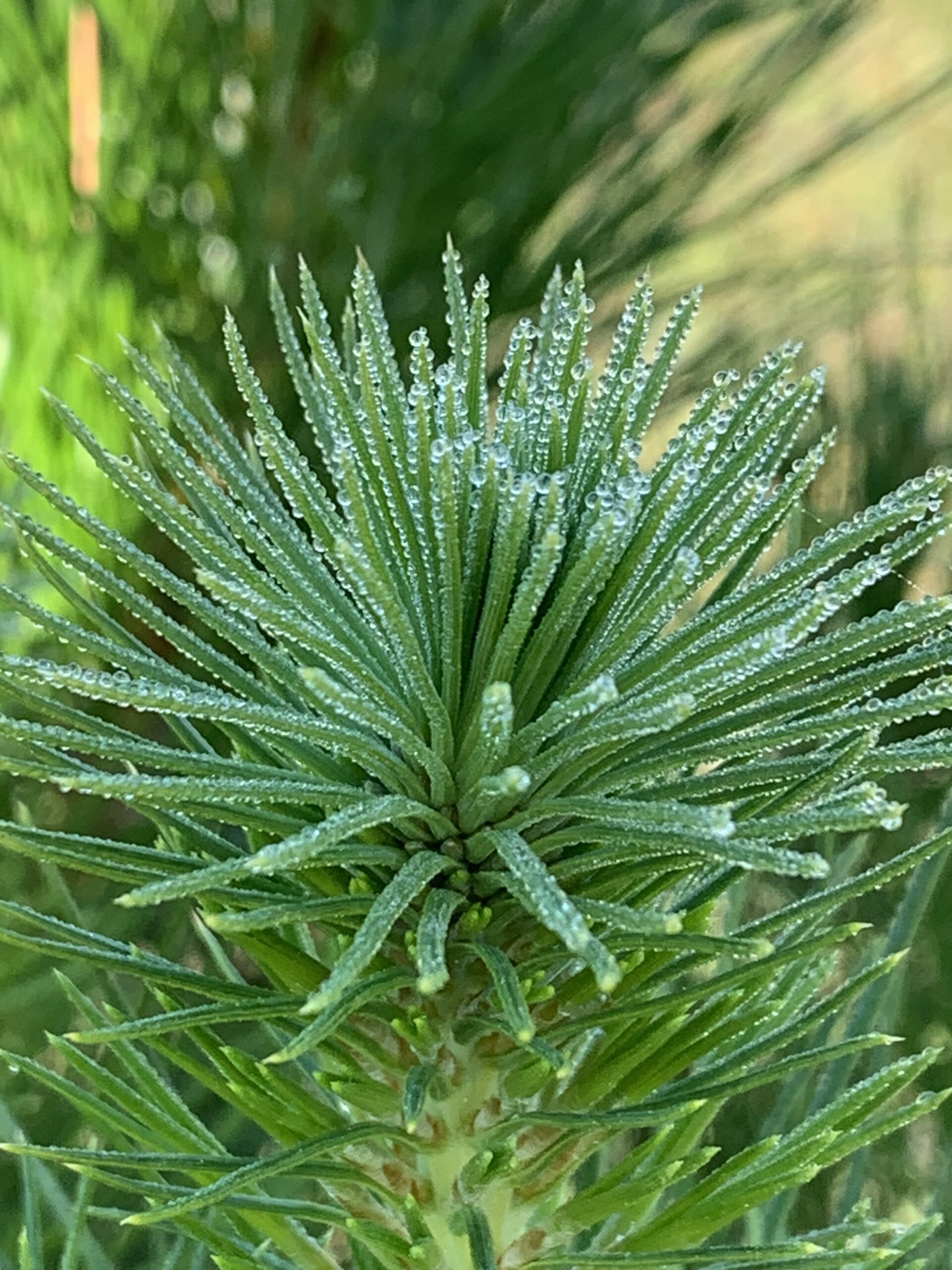 Sunshine Coast Christmas Tree Farm REAL TREES