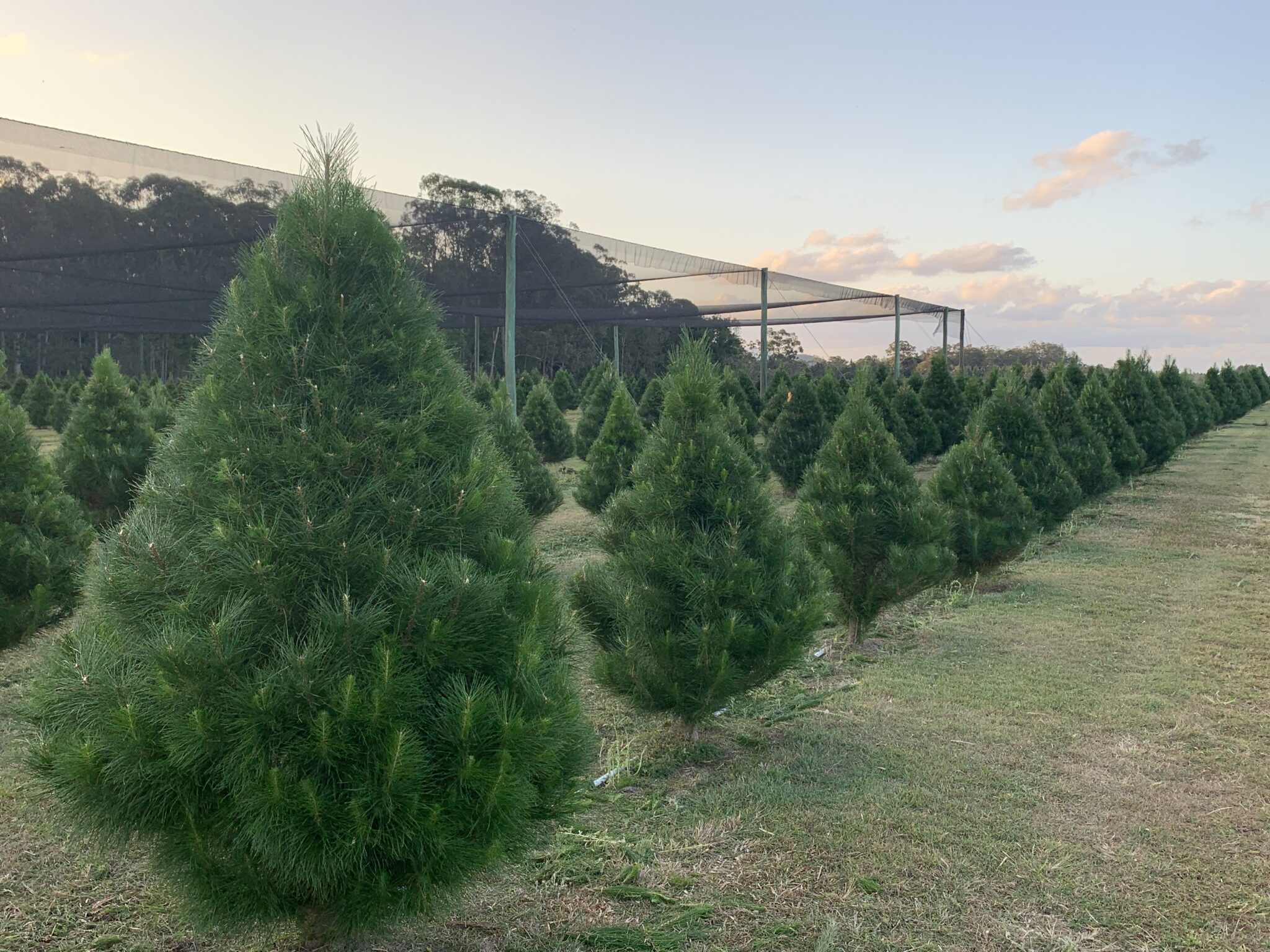 Sunshine Coast Christmas Tree Farm REAL TREES