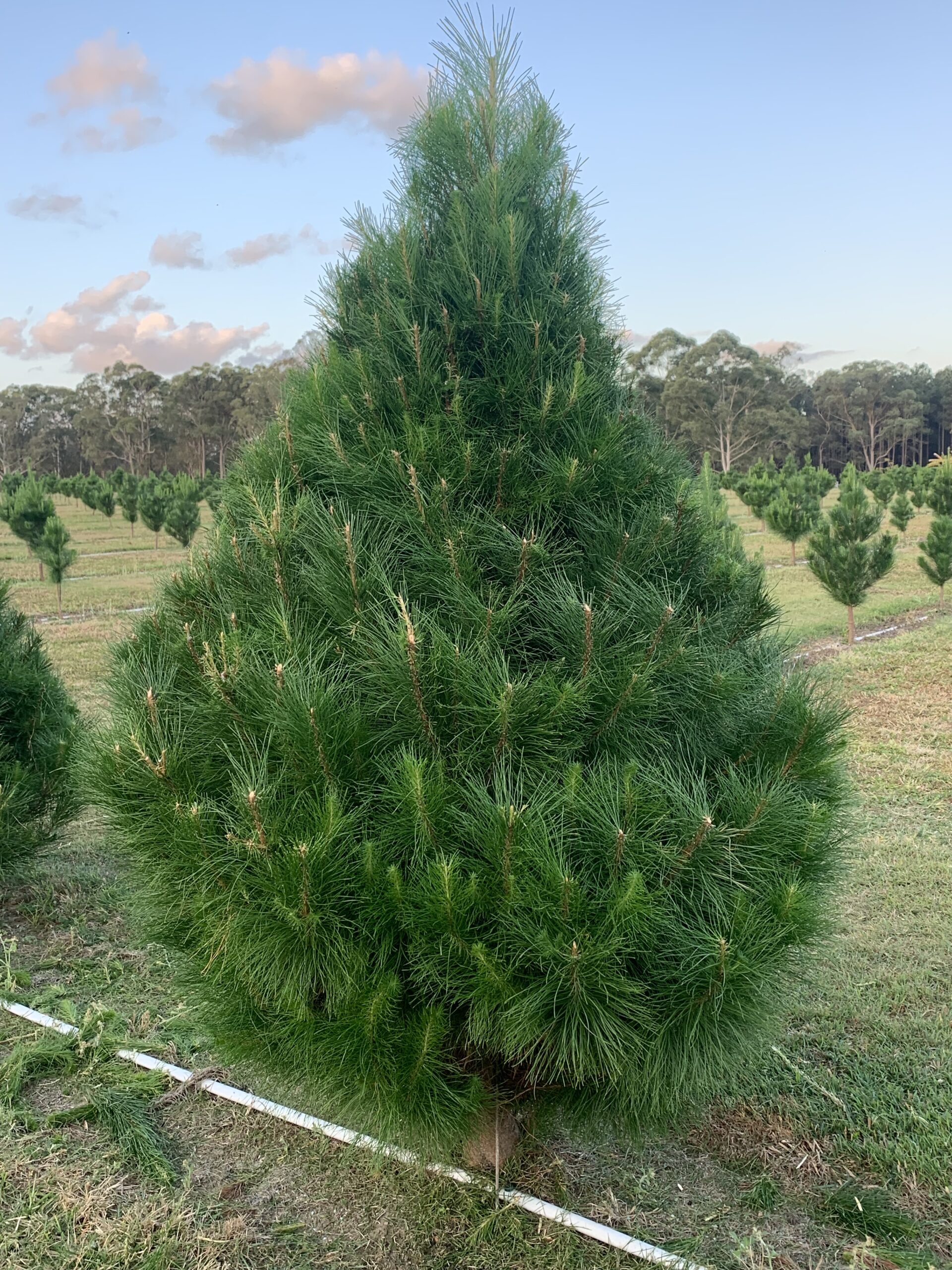 Where To Buy Real Christmas Trees Sunshine Coast at Donald Quijano blog