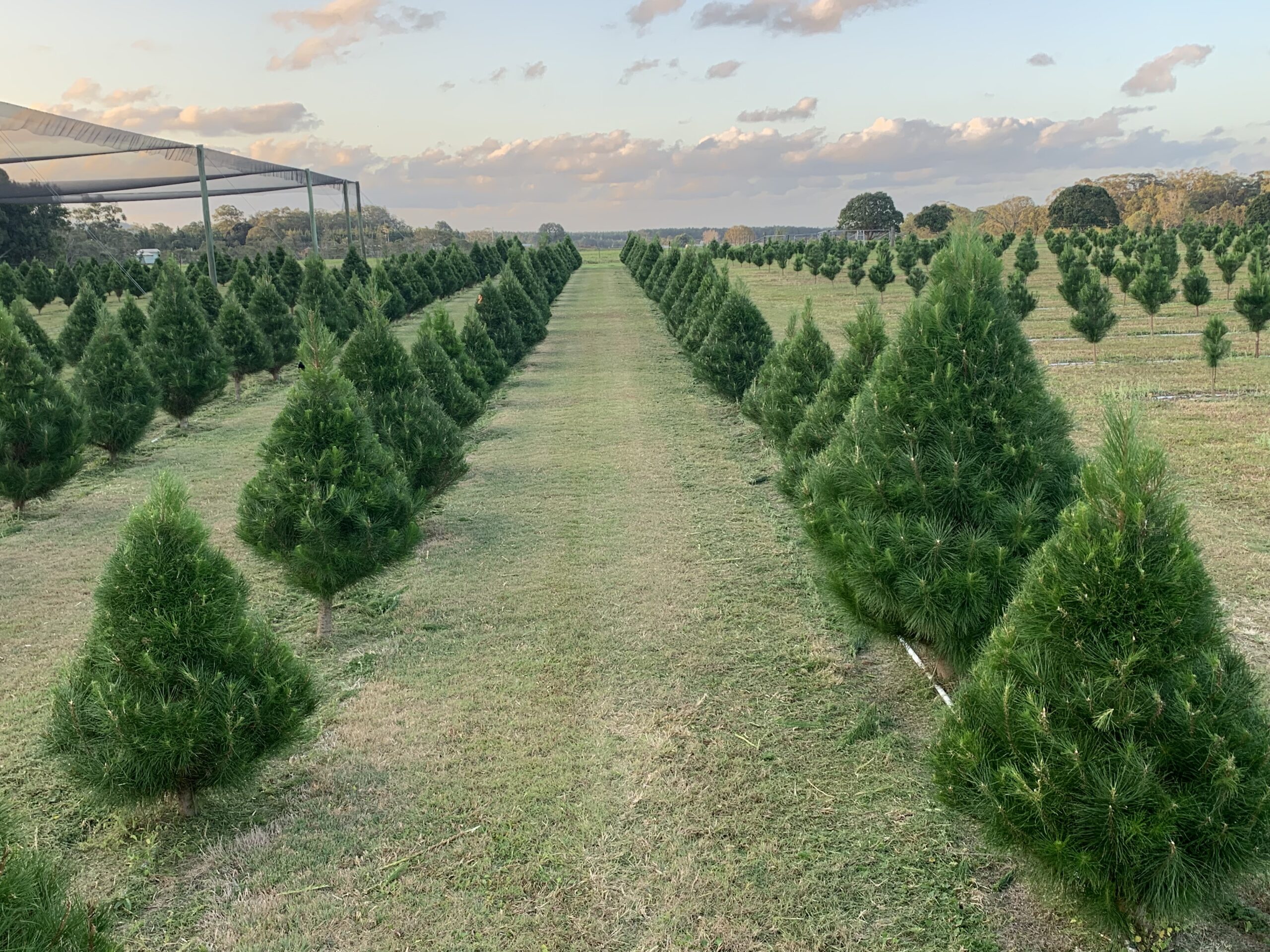 Sunshine Coast Christmas Tree Farm REAL TREES