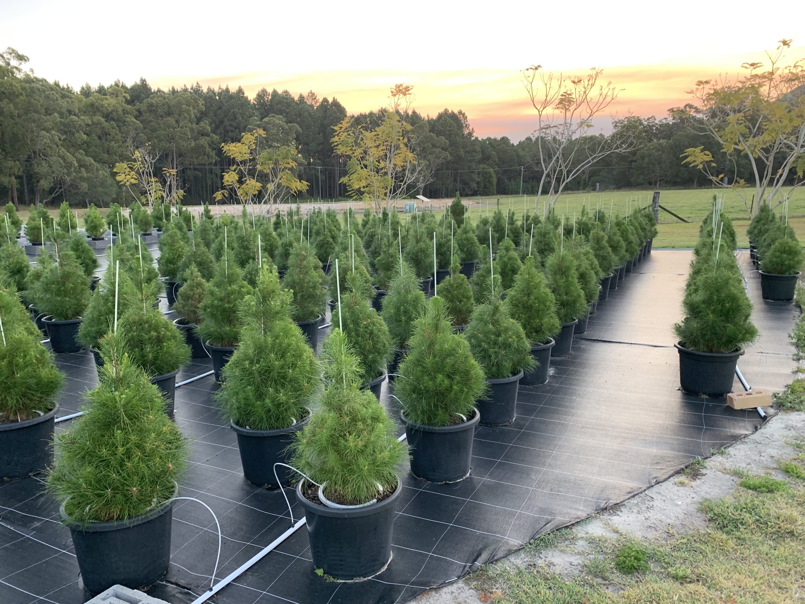Sunshine Coast Christmas Tree Farm REAL TREES